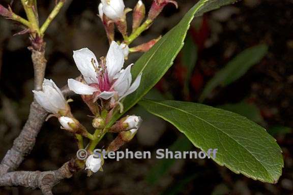 raphiolepis indica 1 graphic